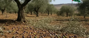Israeli Settler Attacks Disrupt Palestinian Olive Harvest in West Bank